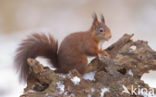 Red Squirrel (Sciurus vulgaris)