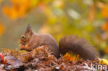 Red Squirrel (Sciurus vulgaris)