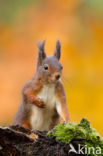 Red Squirrel (Sciurus vulgaris)