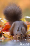 Red Squirrel (Sciurus vulgaris)