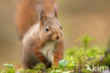 Red Squirrel (Sciurus vulgaris)