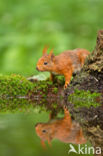 Eekhoorn (Sciurus vulgaris)