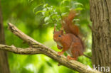 Eekhoorn (Sciurus vulgaris)