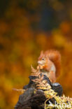 Red Squirrel (Sciurus vulgaris)