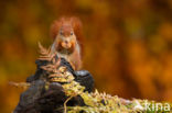 Red Squirrel (Sciurus vulgaris)