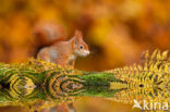 Red Squirrel (Sciurus vulgaris)