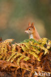 Red Squirrel (Sciurus vulgaris)