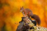 Red Squirrel (Sciurus vulgaris)