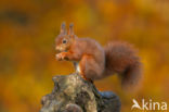 Red Squirrel (Sciurus vulgaris)