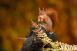 Red Squirrel (Sciurus vulgaris)