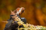 Red Squirrel (Sciurus vulgaris)