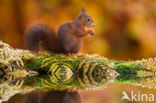 Red Squirrel (Sciurus vulgaris)