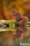 Red Squirrel (Sciurus vulgaris)