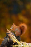 Red Squirrel (Sciurus vulgaris)