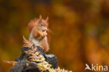 Red Squirrel (Sciurus vulgaris)