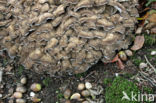 Hen of the woods (Grifola frondosa)