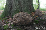 Hen of the woods (Grifola frondosa)
