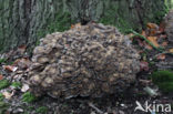 Hen of the woods (Grifola frondosa)