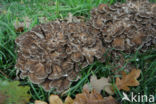Hen of the woods (Grifola frondosa)