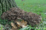 Hen of the woods (Grifola frondosa)