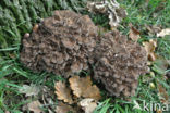 Hen of the woods (Grifola frondosa)