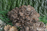 Hen of the woods (Grifola frondosa)