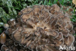Hen of the woods (Grifola frondosa)