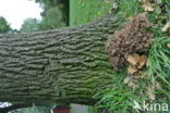 Hen of the woods (Grifola frondosa)