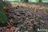 Hen of the woods (Grifola frondosa)
