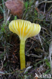 Elfenwasplaat (Hygrocybe ceracea) 