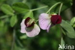 Garden pea