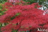 maple (Acer spec.)