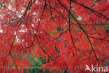 maple (Acer spec.)