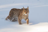 Euraziatische lynx (Lynx lynx)