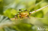 European Tree Frog (Hyla arborea)