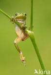 Europese boomkikker (Hyla arborea) 