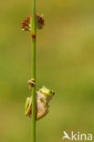 Europese boomkikker (Hyla arborea) 