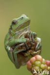 European Tree Frog (Hyla arborea)
