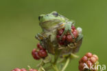 European Tree Frog (Hyla arborea)