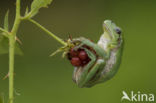 European Tree Frog (Hyla arborea)