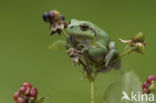 Europese boomkikker (Hyla arborea) 