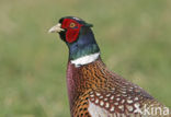 Ring-necked Pheasant (Phasianus colchicus)