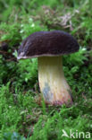 Downy Bolete (Boletus subtomentosus)