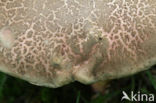 Downy Bolete (Boletus subtomentosus)