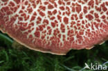 Downy Bolete (Boletus subtomentosus)