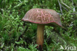 Fluweelboleet (Boletus subtomentosus)