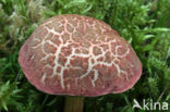 Fluweelboleet (Boletus subtomentosus)