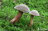 Downy Bolete (Boletus subtomentosus)