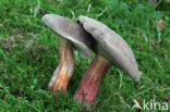 Downy Bolete (Boletus subtomentosus)