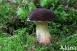 Downy Bolete (Boletus subtomentosus)